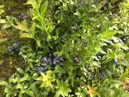 jenniferwallis profile