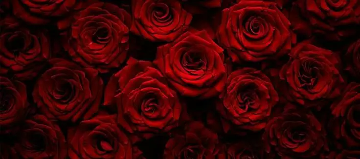 chloeetaylorr profile