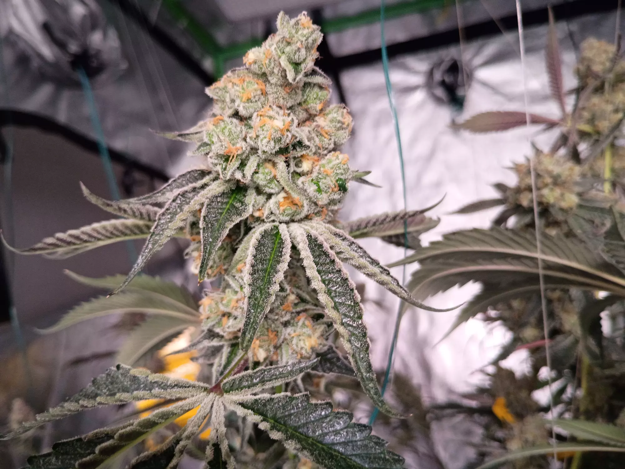 420pervert710 profile