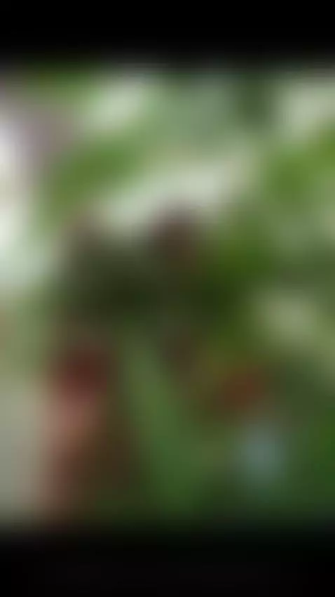 DimiBoom by tashalennorz