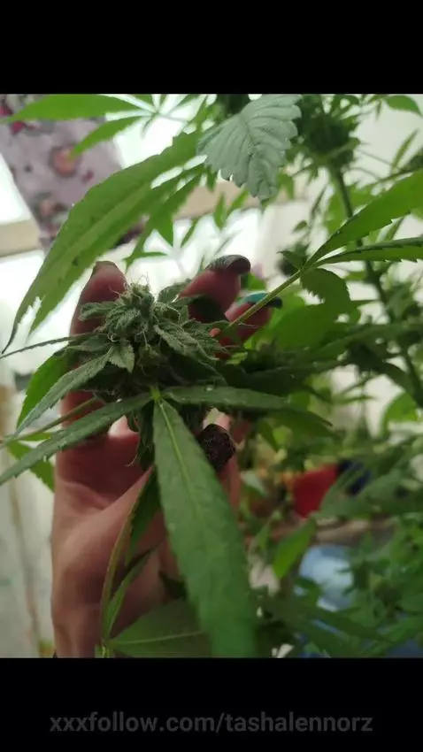 DimiBoom by tashalennorz