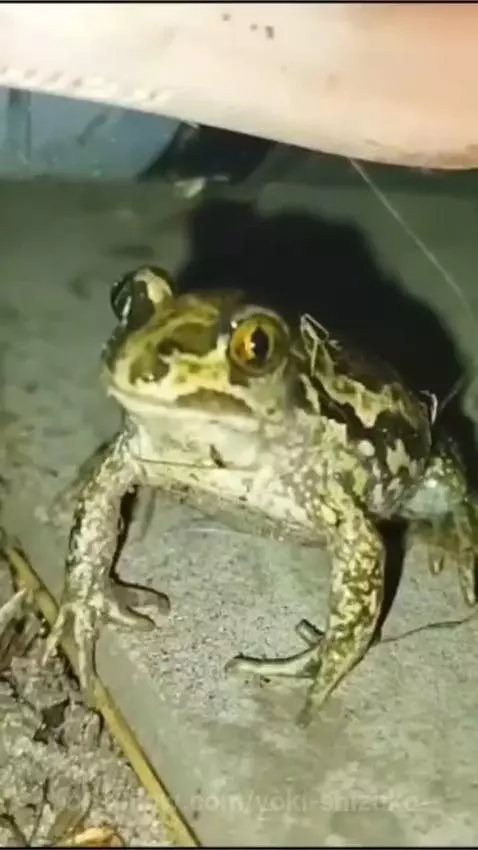 blueeyes, bbw, bigboobs by yoki-shizuko