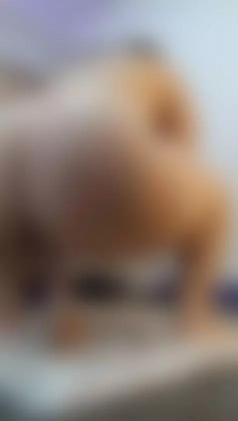 great sitting on your cock by niky-smit