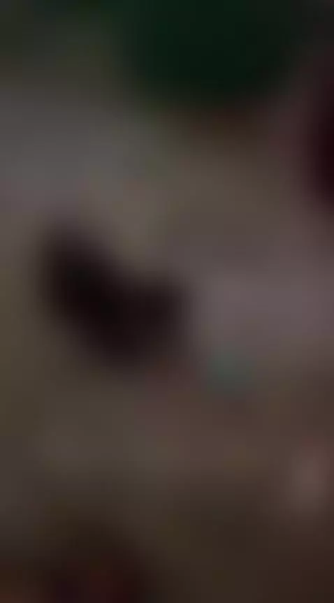 Female/Male TWiN GRAND-Baby KiTTies! by cumsoduh