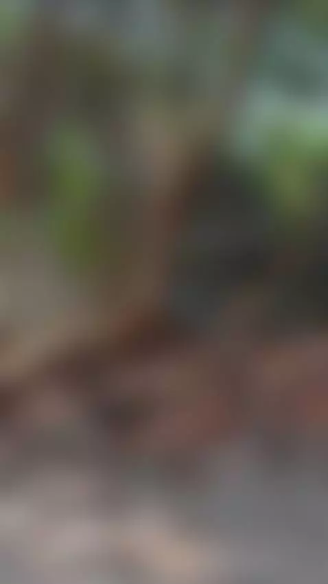 un balie un en tairona by nattaliejones2