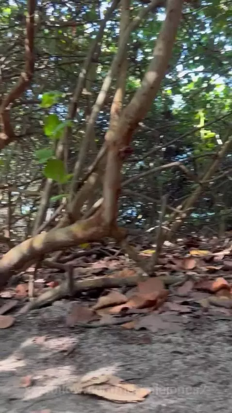 un balie un en tairona by nattaliejones2