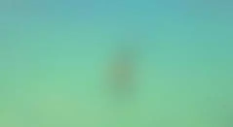 They discovered me and recorded me. by annyluna