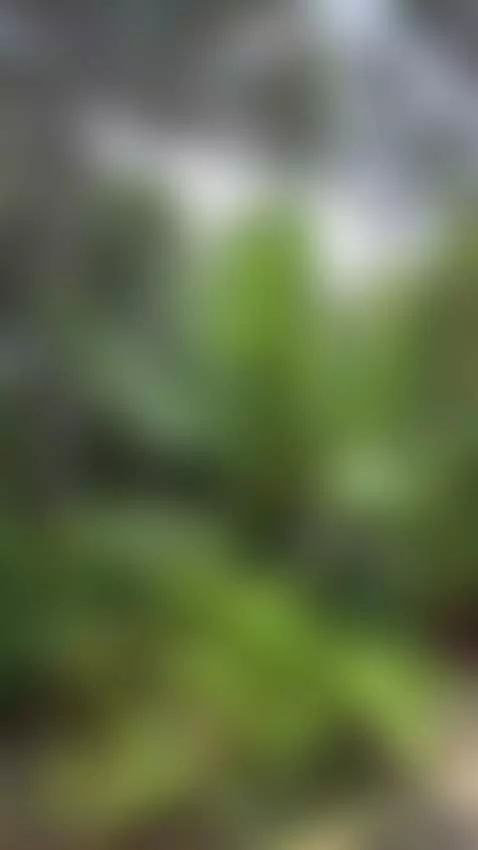 Dime que te parece este lindo lugar! 🙈👀🌴🌳🍑🥴 by melissa-stonee