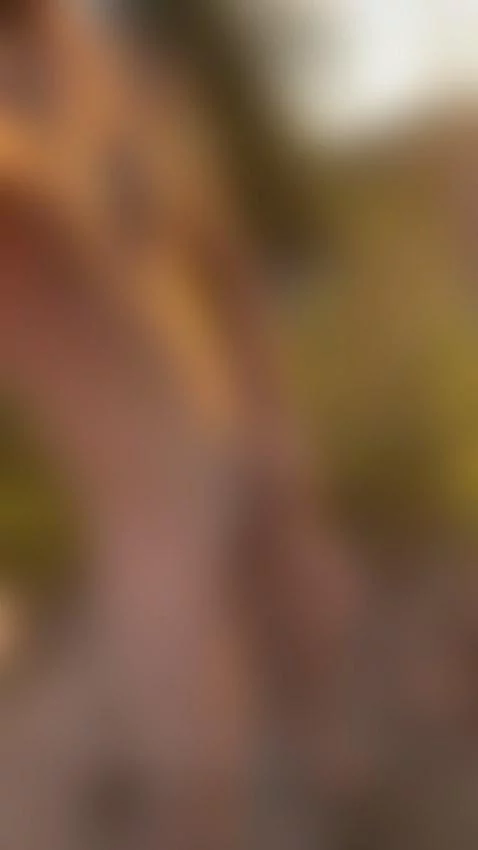 I love the forests in summertime by moosedfordays