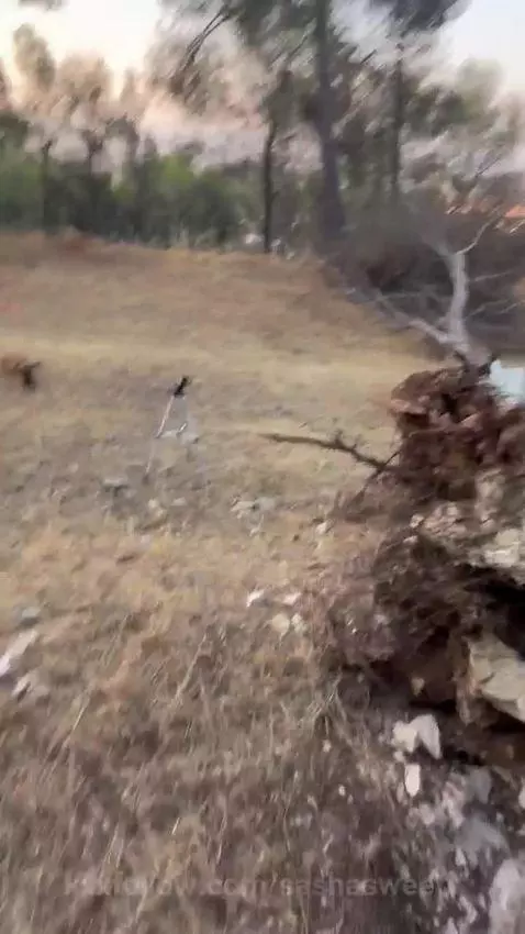 amateur blowjob by sashasweetx