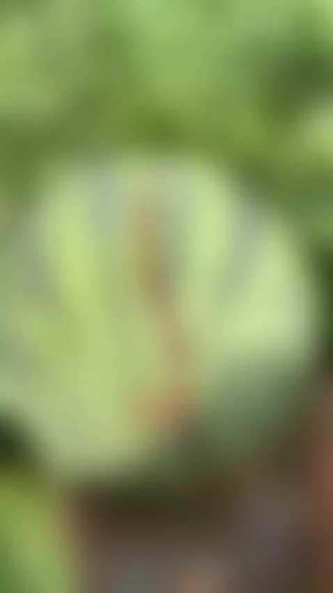 watermelon 🙊🔥 by dreabusty