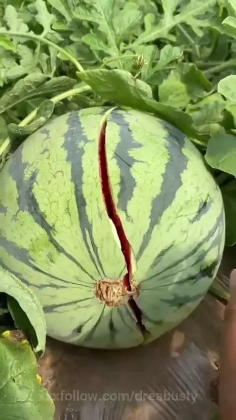 watermelon 🙊🔥 by dreabusty