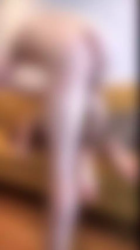 Horny Couch Doggy 🔥 by jamieyoungtv