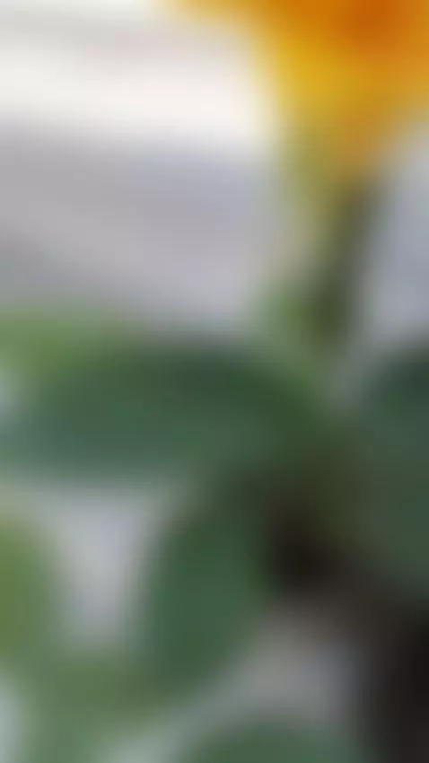 Video by lainsaciableintensa