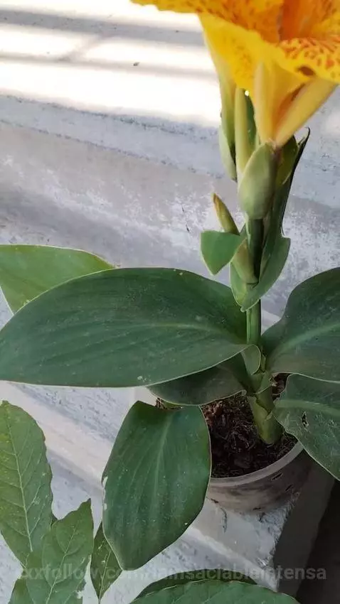 Video by lainsaciableintensa