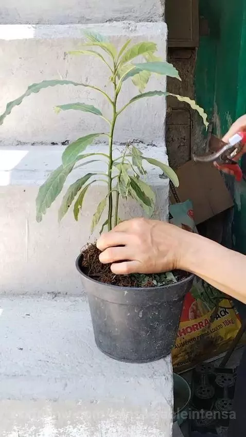 Amo las #plantitas by lainsaciableintensa