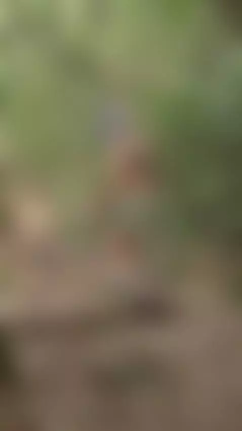 walking through the forest by juanita-fucks