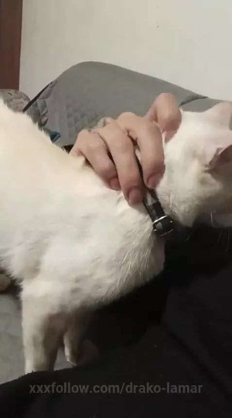 Cat Dad Vibes 🐾🖤 by drako-lamar