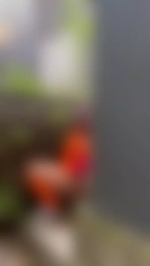 hmmmM how delicious it would be if you came to fuck me by evadaemon1