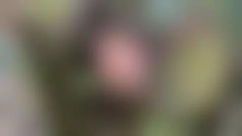 Wednesday make my pussy fucked outdoors. 🔥 by evadaemon1