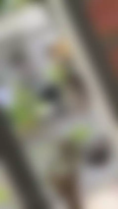 Is it that my neighbors realize if I invite the constitution... by amypalmmer1