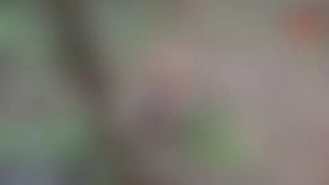 Sex in the Woods by melvinhtet