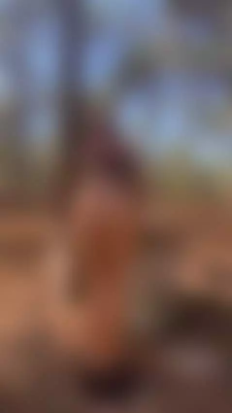 Do you like this kind of rest in the forest? by emmanatural