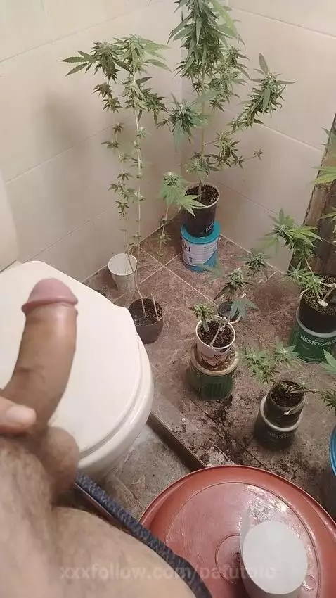 Que tal si quemamos algo de mi jardín exótico 😈❤️‍🔥 Luego un... by patutoto