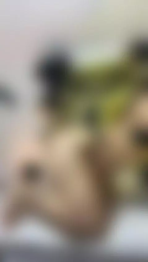 Accompany me ami birthday party by camii-gomez