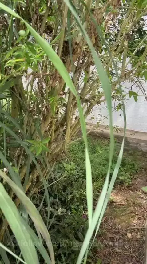 My neighbor spy me in my room, I think he wants to fuck me by memphis-williams