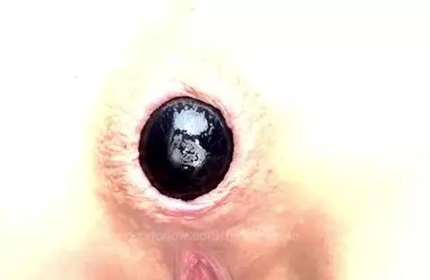 slutty teacher shows off on cam watch me stuff my ass like a... by fetishslut4u