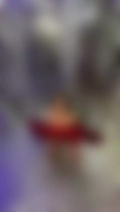 Christmas spirit… with a Miss attitude by lilievans