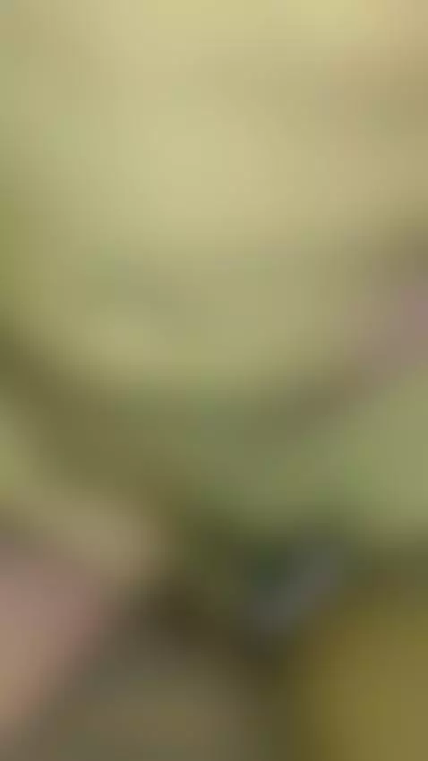 Cachondos 😼 by yiyiysam19