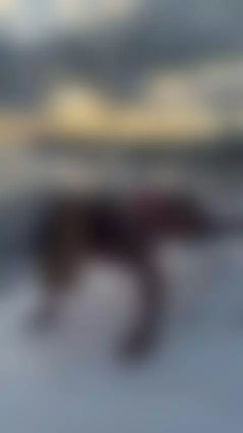 dogystyle, tiktok18, tiktokporn by tattoobabyy